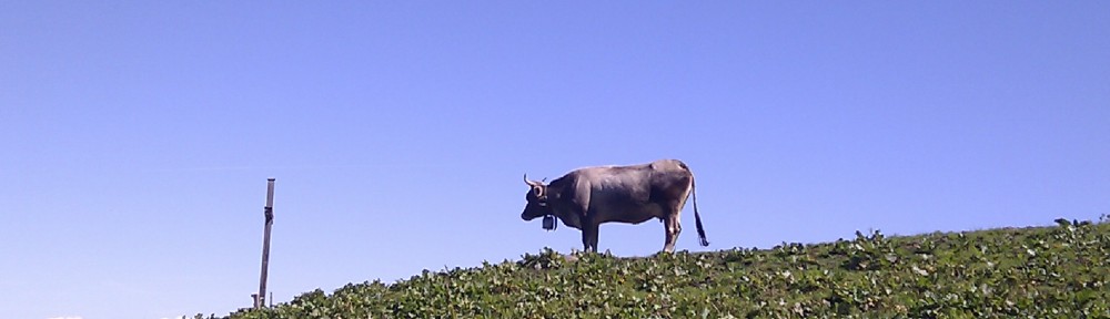Foto einer Kuh auf einer Wiese