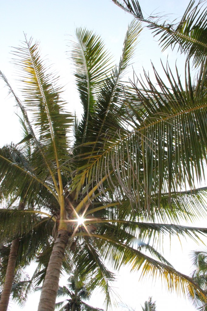 Palme im Sonnenlicht auf Thailand