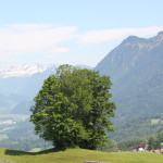 Baum auf der Bazora in Frastanz, Vorarlberg